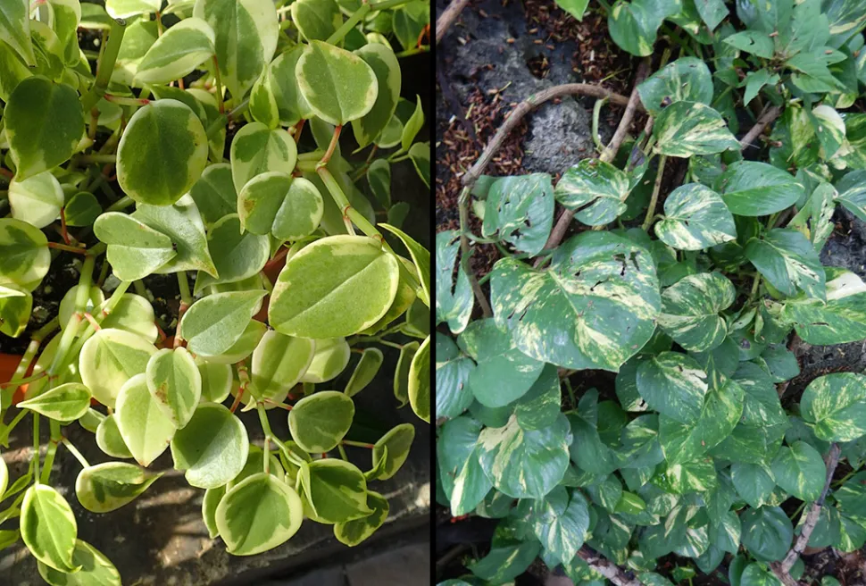 Links, Peperomia serpens (Foto von Krzysztof Ziarnek /wikipedia) * Rechts, Epipremnum aureum (Foto von Cenoteando /iNaturalist)