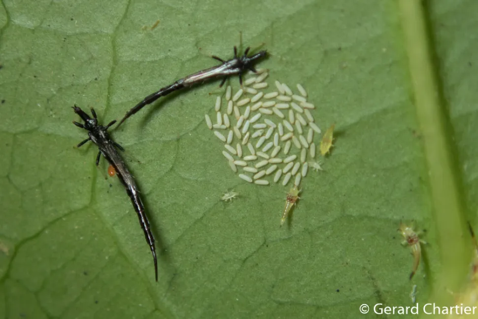 Eine Familie von Thripsen auf einem Blatt - Foto von Gerard Chartier / Flickr