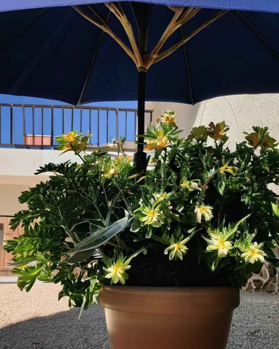 After a few days in the shade, your plant will be back in all its glory