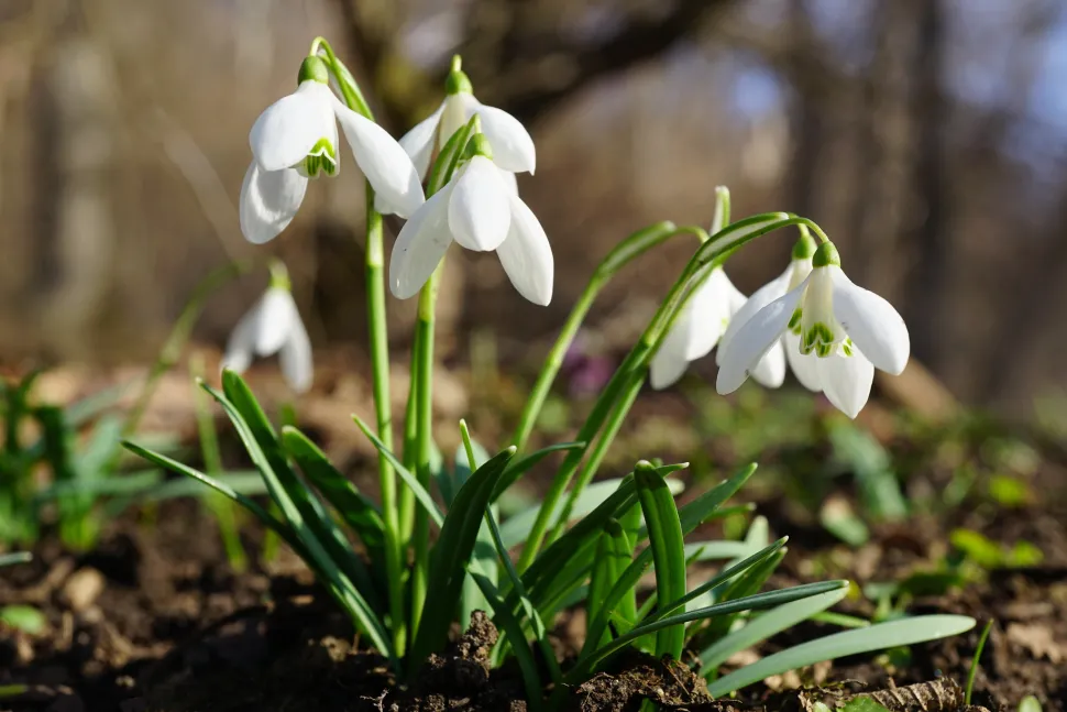 Galanthus nivalis es la variedad de campanilla de invierno más cultivada en Francia - Foto de Xulescu_g / Flickr