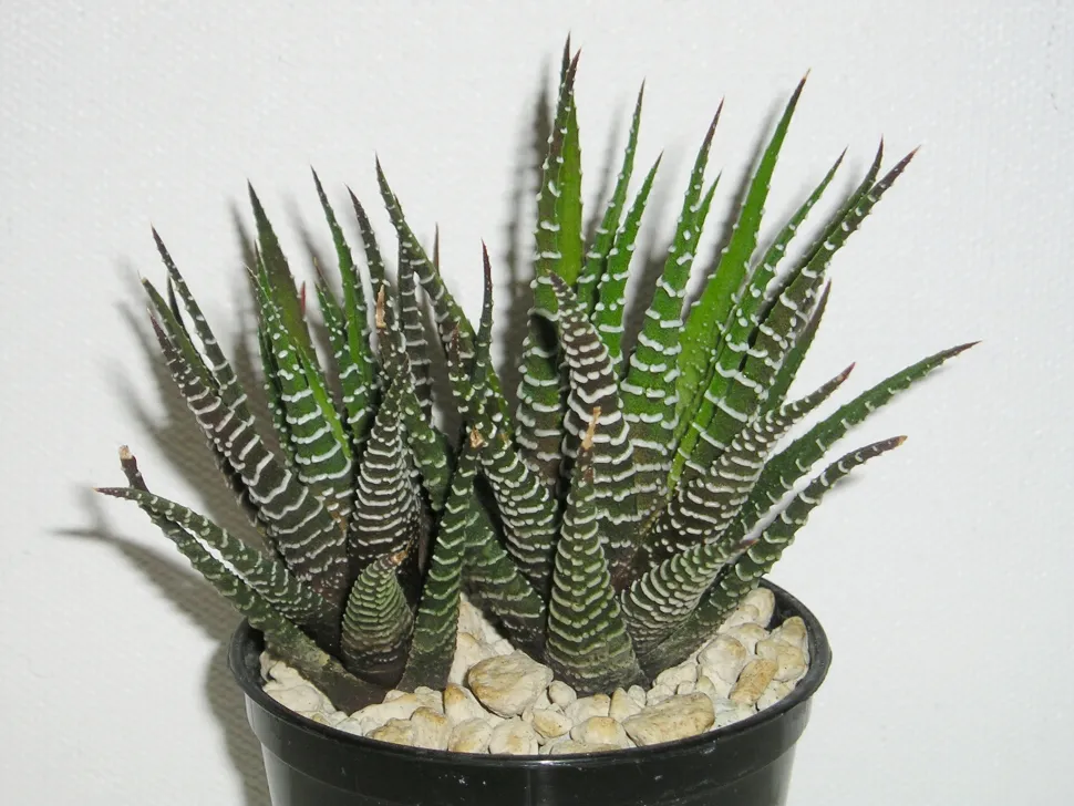 We hebben thuis allemaal wel plek voor een Haworthia fasciata - Foto door Maja Dumat / Flickr