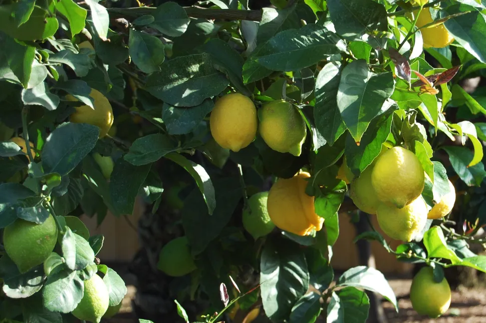 Il limone 4 stagioni fiorisce e fruttifica quasi tutto l'anno.