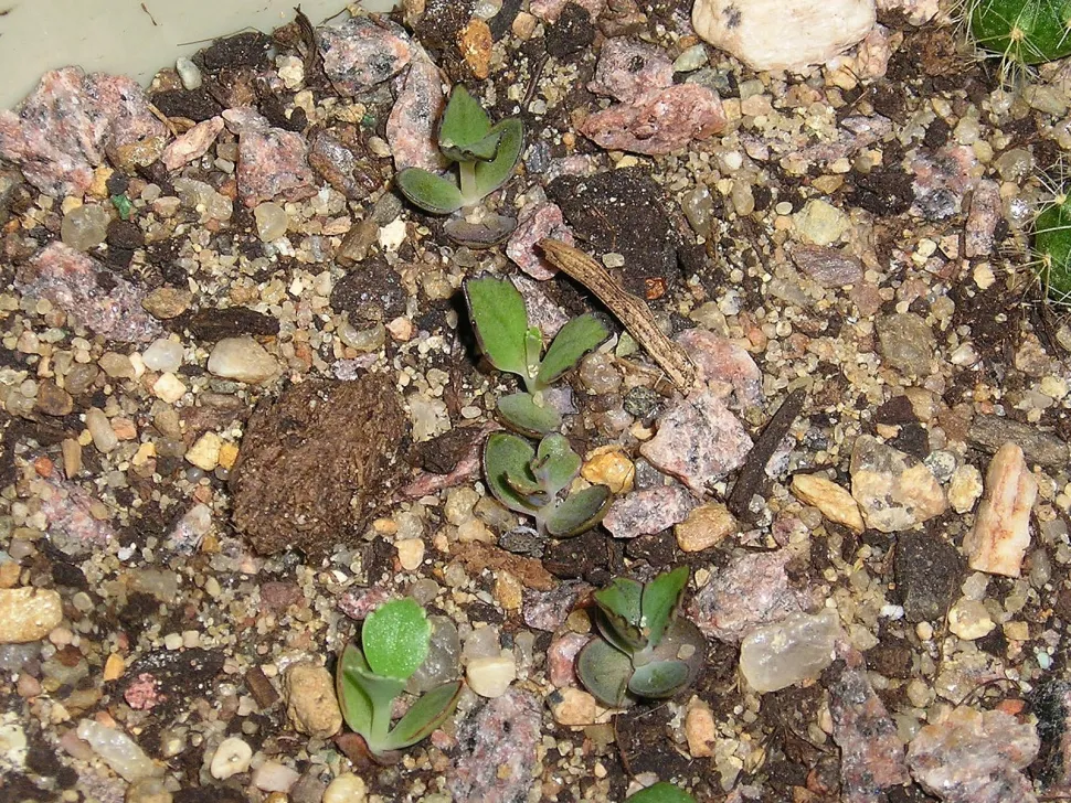 Petites plantules deviendront grandes ! Photo par Maja Dumat / Flickr