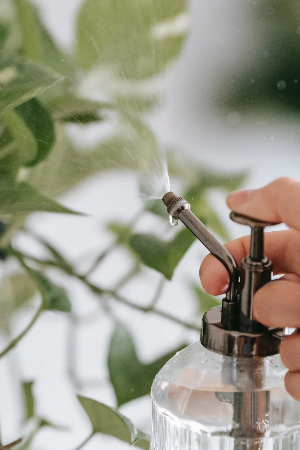Tåge hjælper dine planter med at bekæmpe varmen -Foto af Teona Swift / Pexels