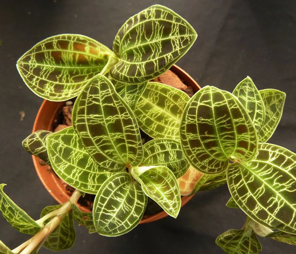 A orquídea joia é cultivada principalmente pela sua folhagem - Foto de JMK / Wikipedia