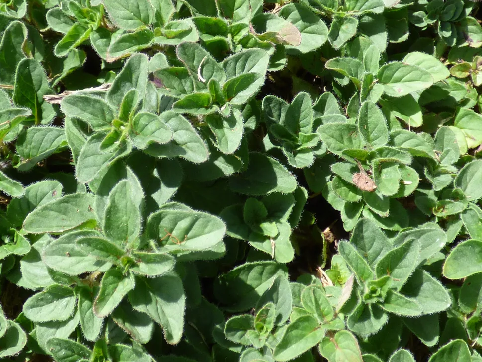 Marjoram is also said to have medicinal properties - Photo by F&K Starr / Flickr