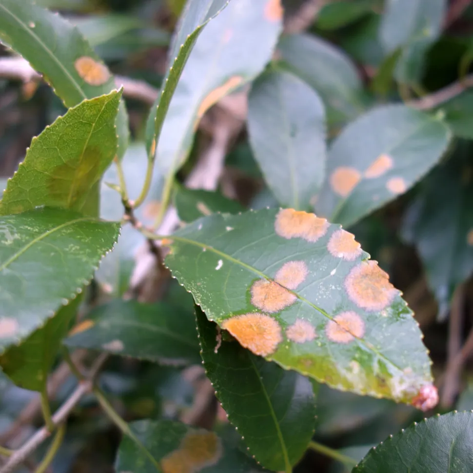 Powdery mildew and rust can prevent flowering. Scot Nelson / Flickr