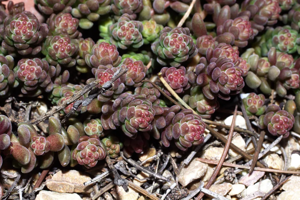 El cardo de hoja gruesa se vuelve rojo al sol - Foto Manuel M.V. /Flickr