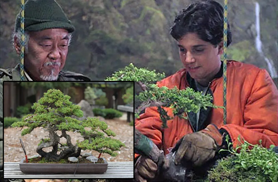 Daniel und Herr Miyagi setzen auch gerne Bäume in die Natur aus - Fotos Sony Pictures / Sage Ross /flickr