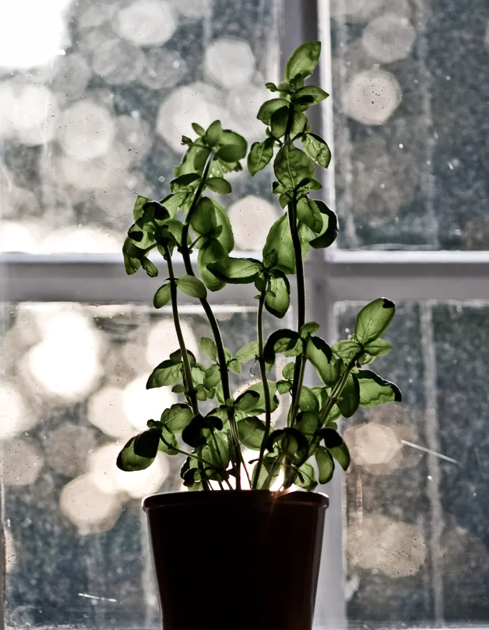 Hvis bladene hænger, er din plante tørstig - Foto af Followyournose / Flickr