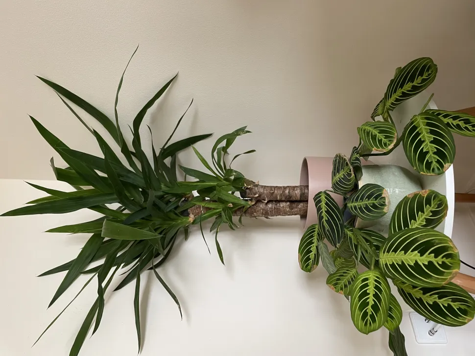 Im Vordergrund die Maranta leuconeura Lemon Lime, eine von Camilles Lieblingspflanzen