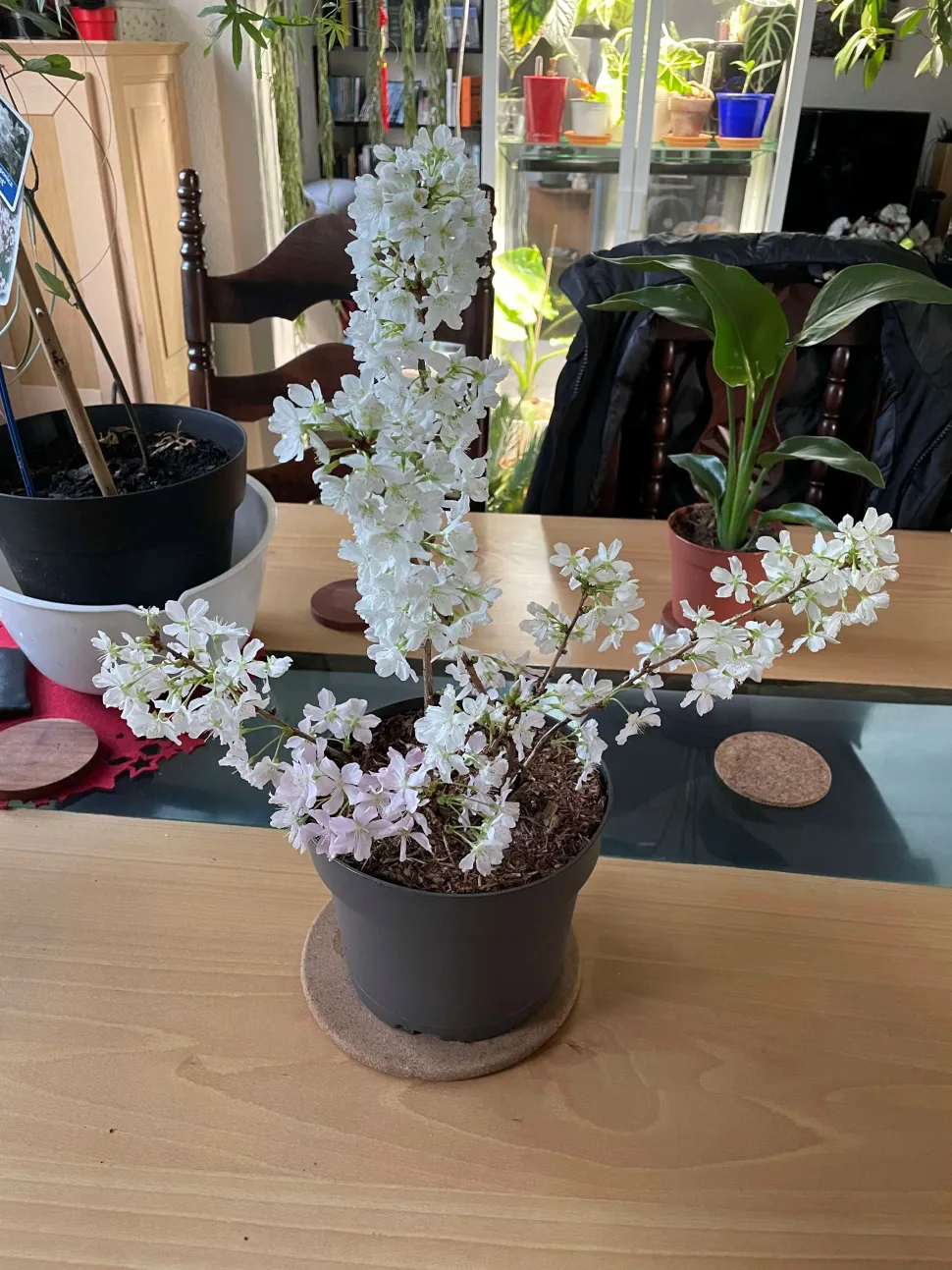 A Le Temps des Plantes i Sakura sono disponibili anche in bianco.