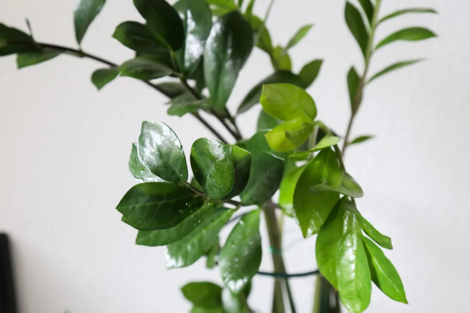 La planta ZZ puede sobrevivir en las condiciones más difíciles, incluidos los interiores oscuros - Foto de Maja Dumat