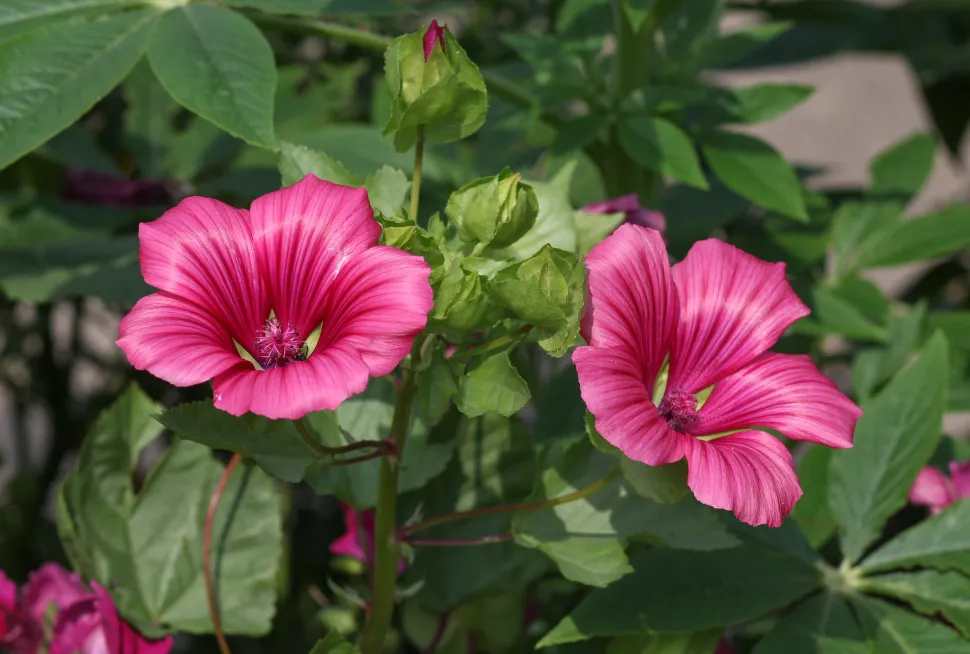 Florida e resistente, a lavatera só precisa de ser regada em períodos de seca e de calor - Foto de Maja Dumat / Flickr