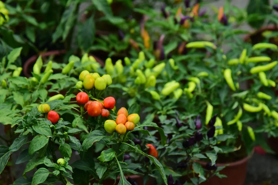 Compatti, produttivi e colorati, i peperoncini sono un'ottima scelta per il vostro balcone - Foto di Soc Nang Dong / Pexels