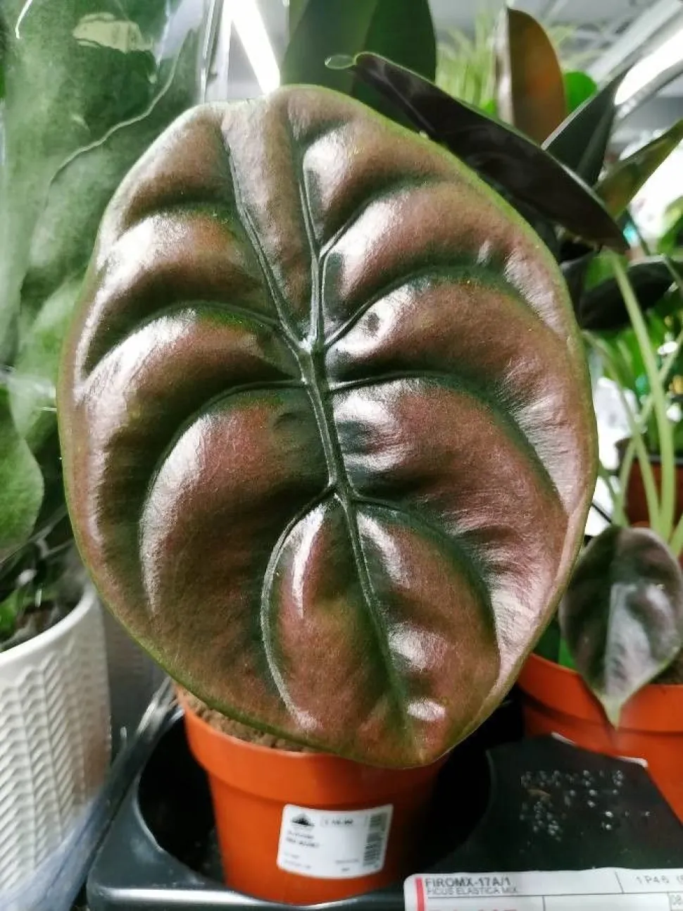 Eine Alocasia zu züchten ist keine leichte Aufgabe, aber die Mühe lohnt sich - Foto von Sabine Issanchou / Plantnet