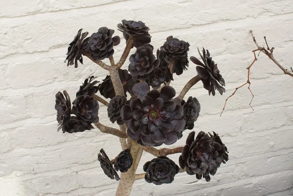 Da rienda suelta a tu alma gótica con este Aeonium tan negro como las uñas de Pete Wentz. Foto de Domdomegg / Wikipedia