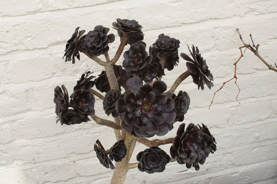 Druk je gothic ziel uit met deze Aeonium die zo zwart is als de vingernagels van Pete Wentz. Foto door Domdomegg / Wikipedia