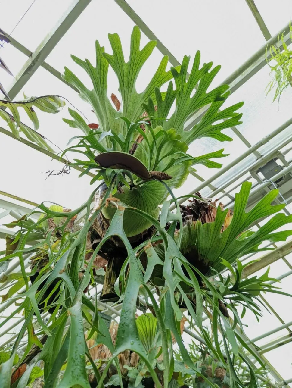 Un helecho es mucho más decorativo que una lámpara Foto de Manuseitz / Plantnet