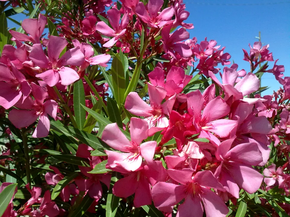 Der Oleander hält Temperaturen bis zu -5 Grad stand