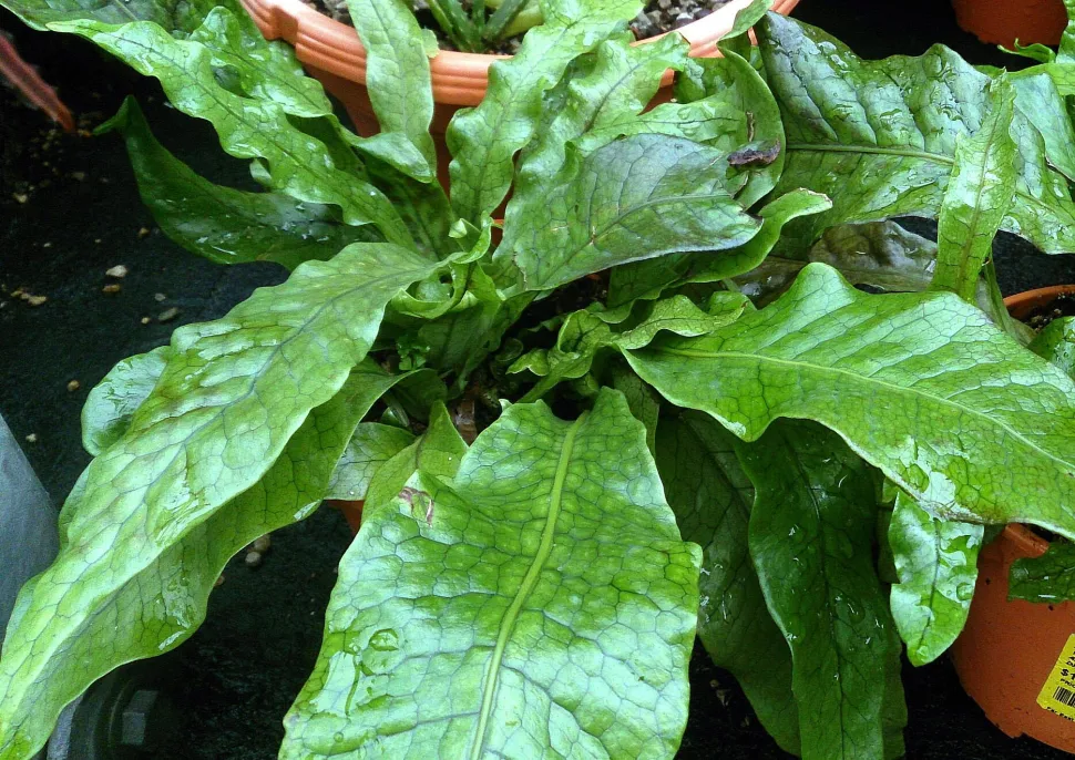Gek op reptielenprint? Trakteer jezelf in plaats van op een luxe handtas op een zeldzame plant! Foto door Mokkie /Wikipedia
