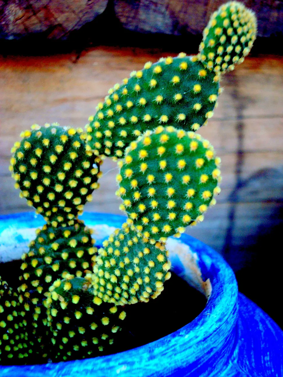 Blauw en groen, het is bijna alsof je in de Majorelle tuin bent - Foto door João Paulo Corrêa de Carvalho / Flickr