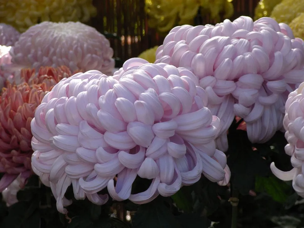 Während des Chrysanthemenfests in Japan können Sie riesige Blüten bewundern - Foto von Sigusr0 /flickr