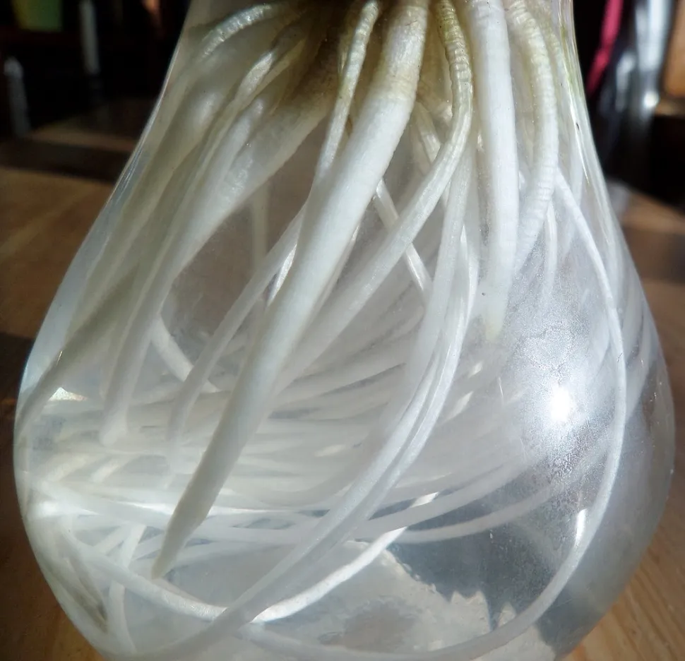 Your reward? Plenty of healthy roots - Photo by Rosser1954 / Wikipedia