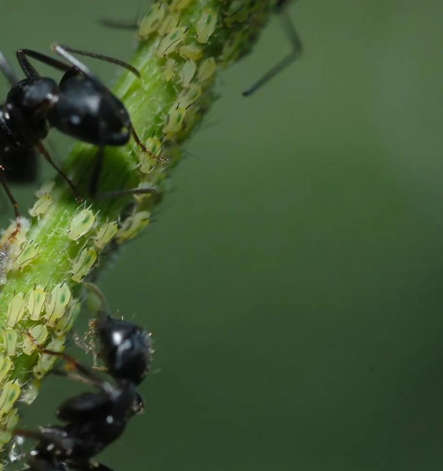 Les fourmis ne sont jamais bien loin des pucerons/ Photo par Frank Starmer - Flickr