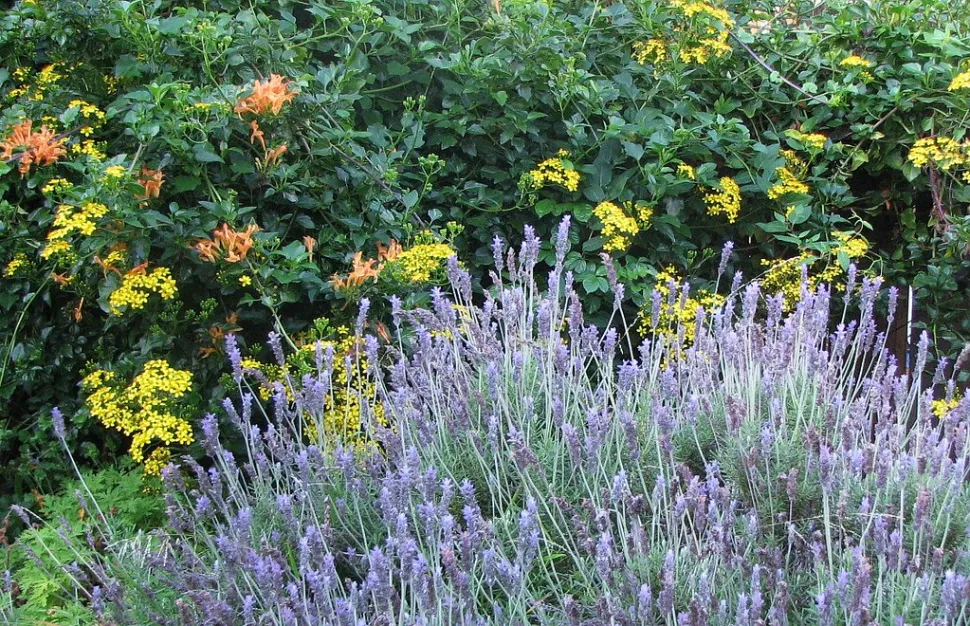 La lavande se plaît dans les jardins de bord de mer, même s'ils ne sont pas face à la Méditerranée - Photo par Sean A. O'Hara / Flickr