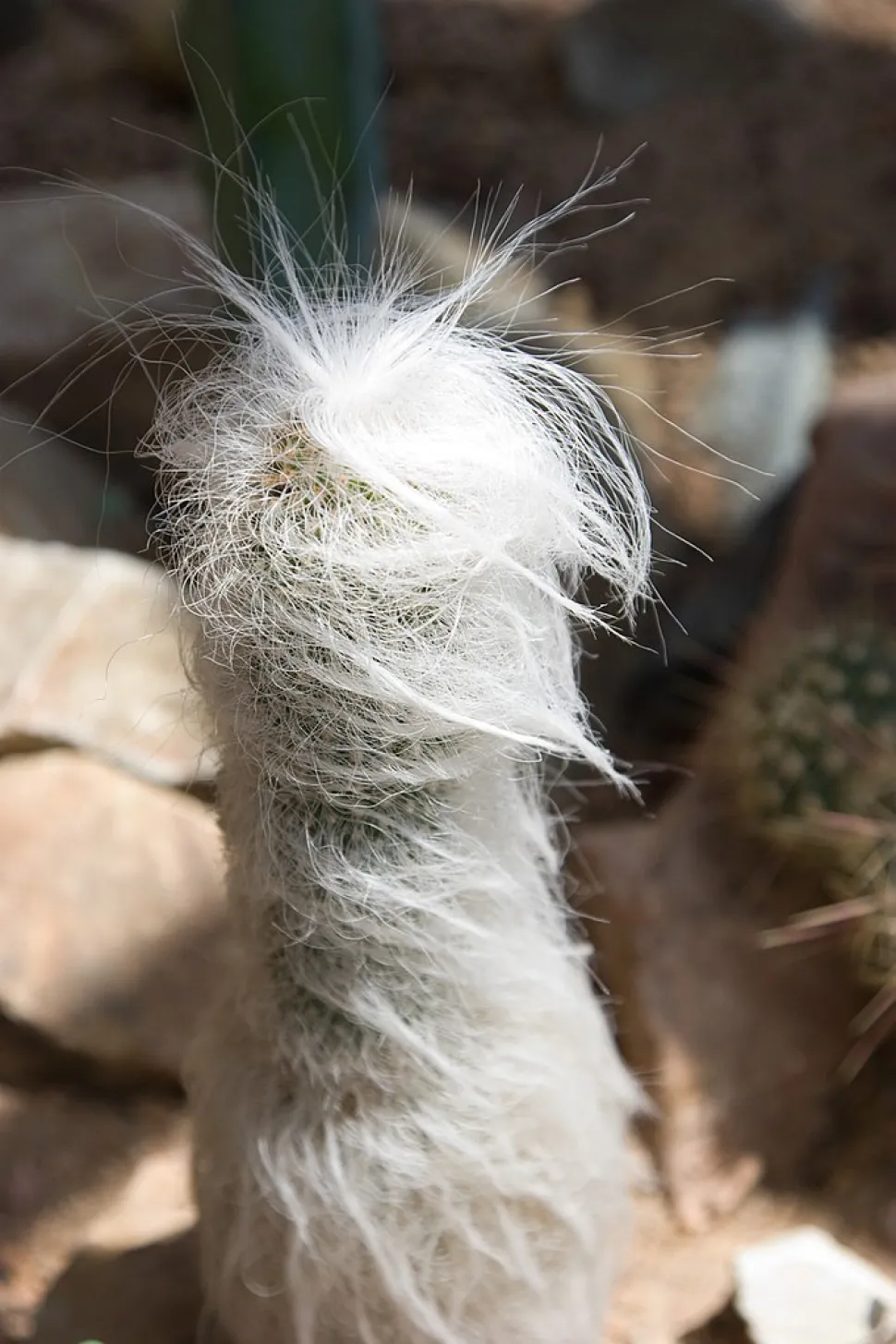 In the world of old men's heads, this one's a beauty prize - Photo by Kimon Berlin / Wikipedia