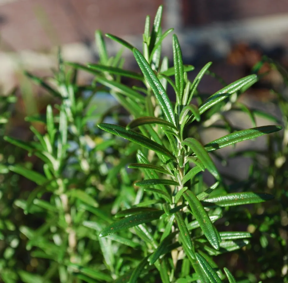 Rosemary loves full sun