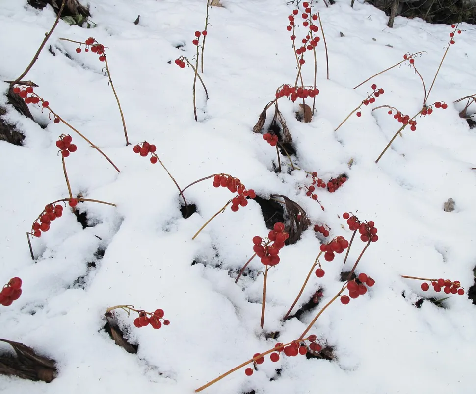 Convallaria majalis can withstand snow and frost - Photos by Gilles Ayotte / Wikipedia