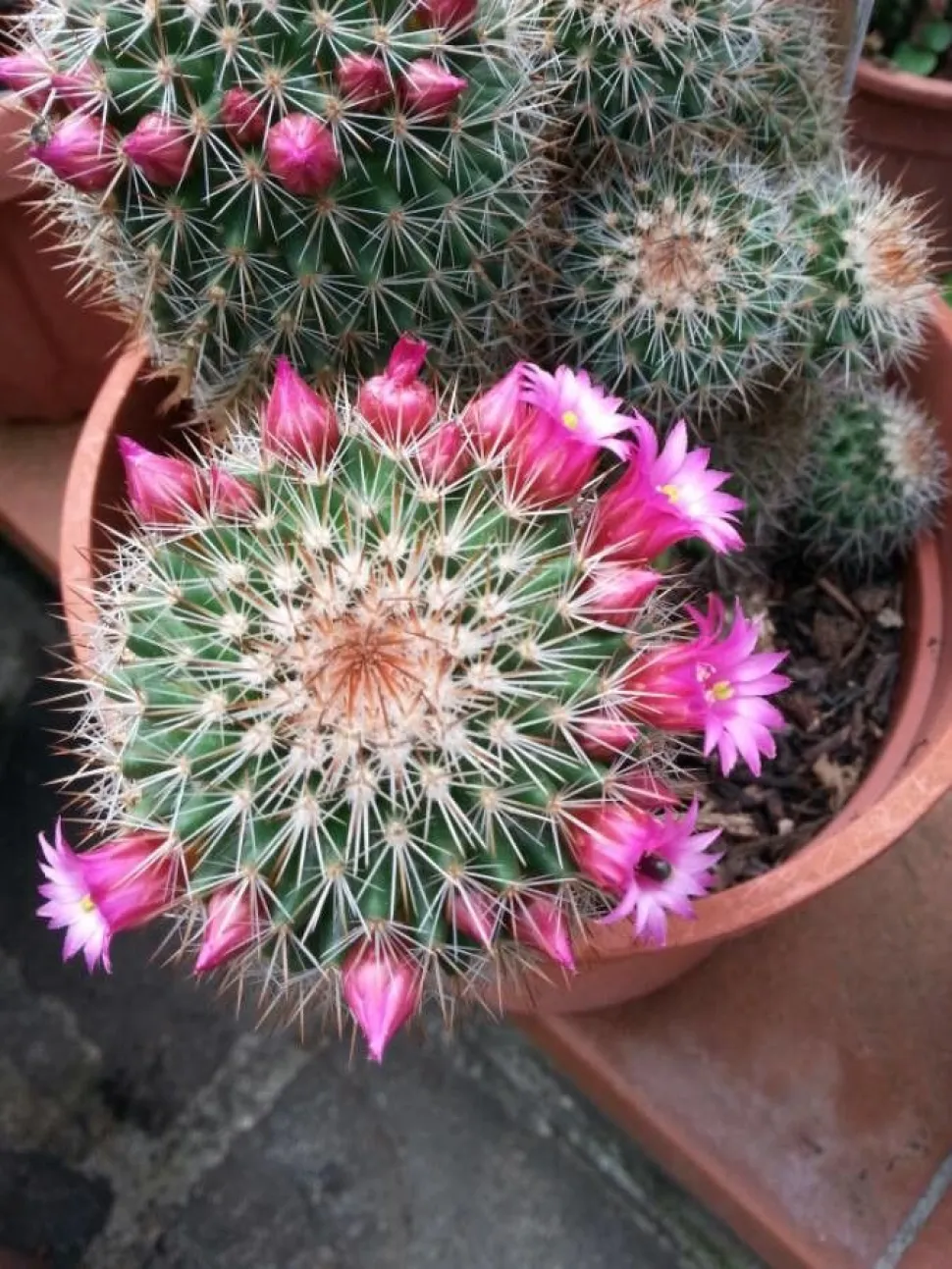 In diesen Blumen stecken Kakteen - Foto von Luzzo / Plantnet