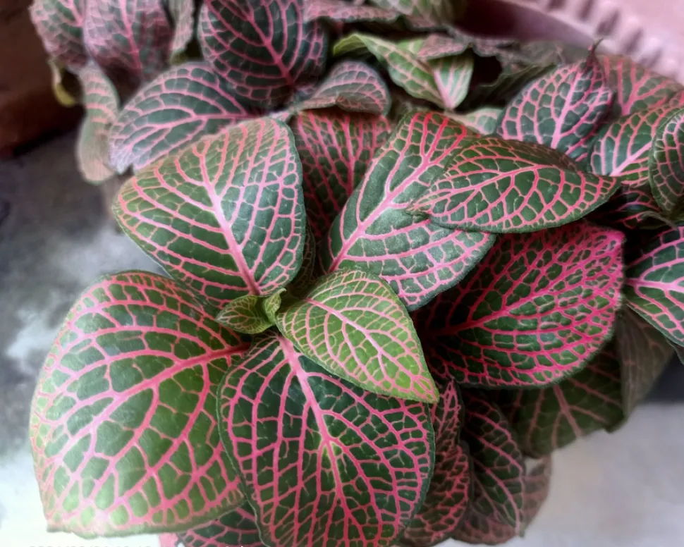A Fittonia requer pelo menos 70% de humidade para prosperar - Foto de Ong Jyh Seng / iNaturalist