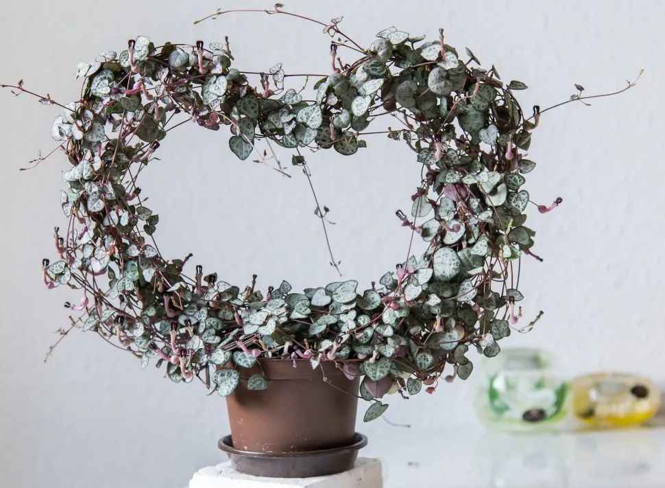 How many hearts can you count in this photo? Photo by Maja Dumat /Flickr