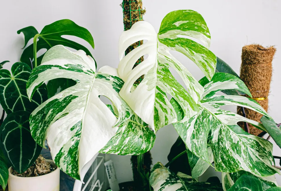 Klassisch und doch zeitlos – die Monstera Variegata gewinnt immer mehr Fans – Foto von Huy Phans / Pexels