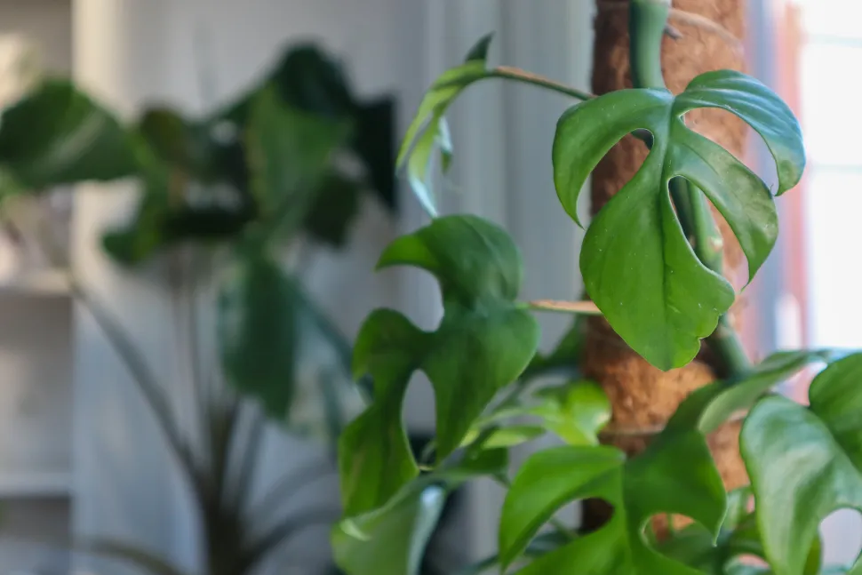 La mini Monstera crecerá rápido — Foto de Dan Jones / Flickr