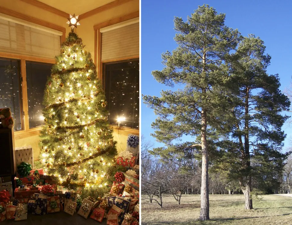This Scots pine is so pretty it almost overshadows the presents - Photos by Ken and Bruce Marlin