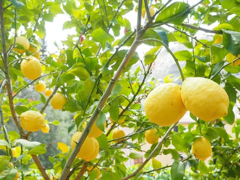 Algumas variedades podem florescer e dar frutos várias vezes ao ano.