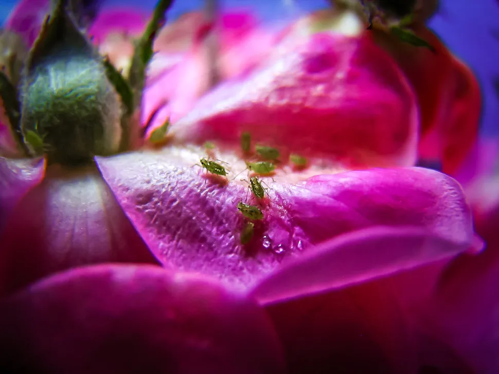 Las rosas se ven afectadas con frecuencia por los pulgones. Afortunadamente, existen variedades h&iacute;bridas m&aacute;s resistentes / Foto de Dalma Szalontay - Flickr