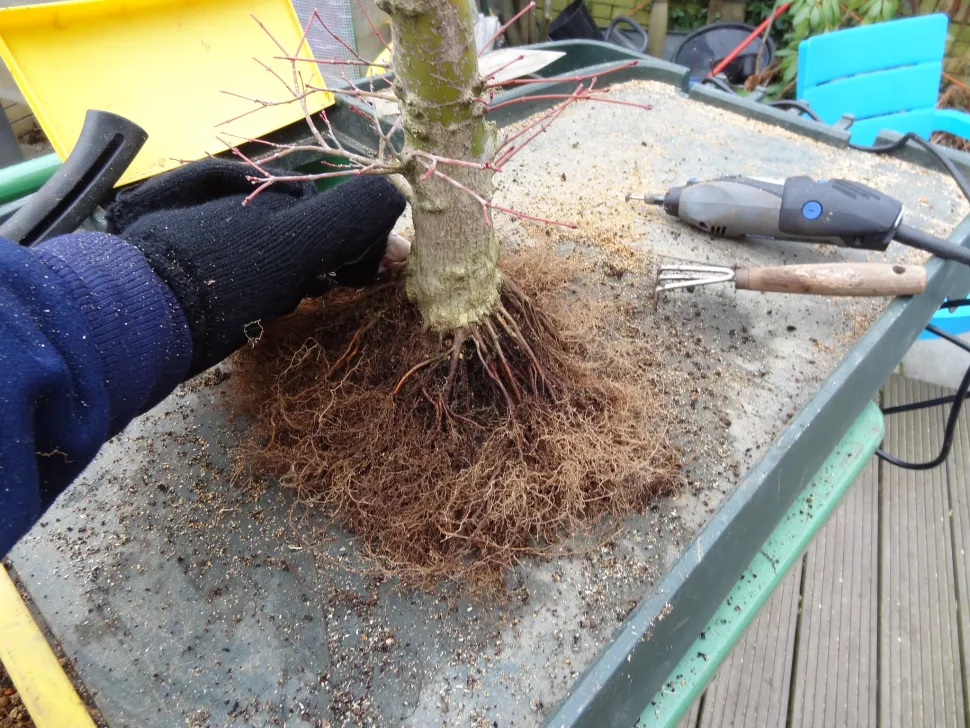 O transplante e a limpeza das raízes podem salvar uma planta que tenha sido regada em excesso
