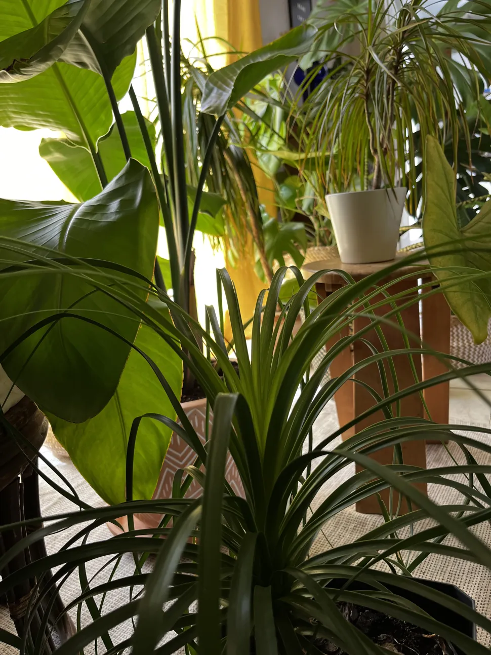 Es difícil acordarse de regarlas a todas cuando tienes decenas de plantas