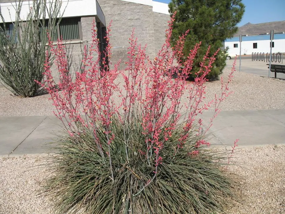 La yucca rossa non è in realtà una yucca. Appartiene alla famiglia delle Agavaceae - Foto di Fritz Hochstätter /Wikipedia