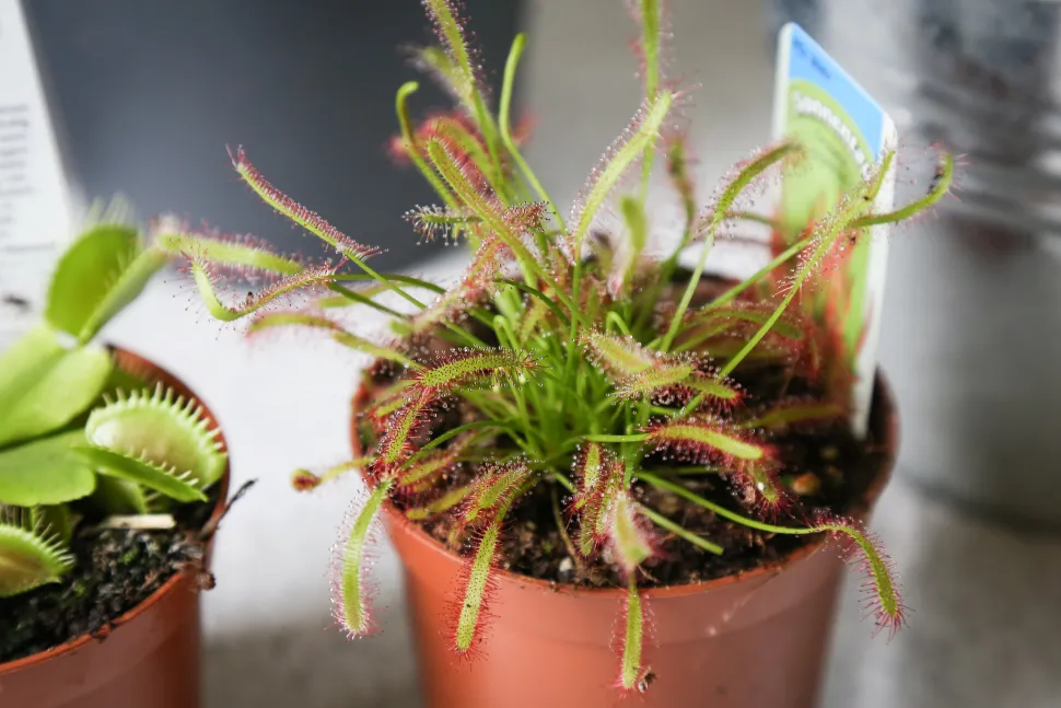 Em vermelho e verde, a Drosera capensis tem um toque de árvore de Natal. Com insetos mortos como decoração – Foto de Maja Dumat/ Flickr