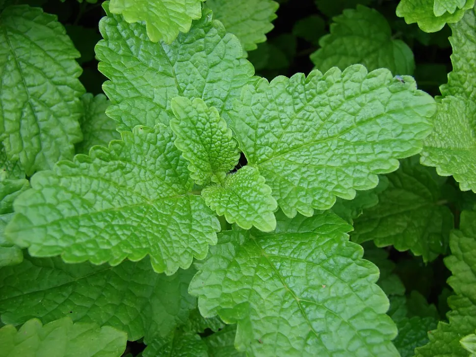 Appearance, taste, fast growth... Mint and lemon balm have a lot in common! Photo by F&K Starr / Wikipedia