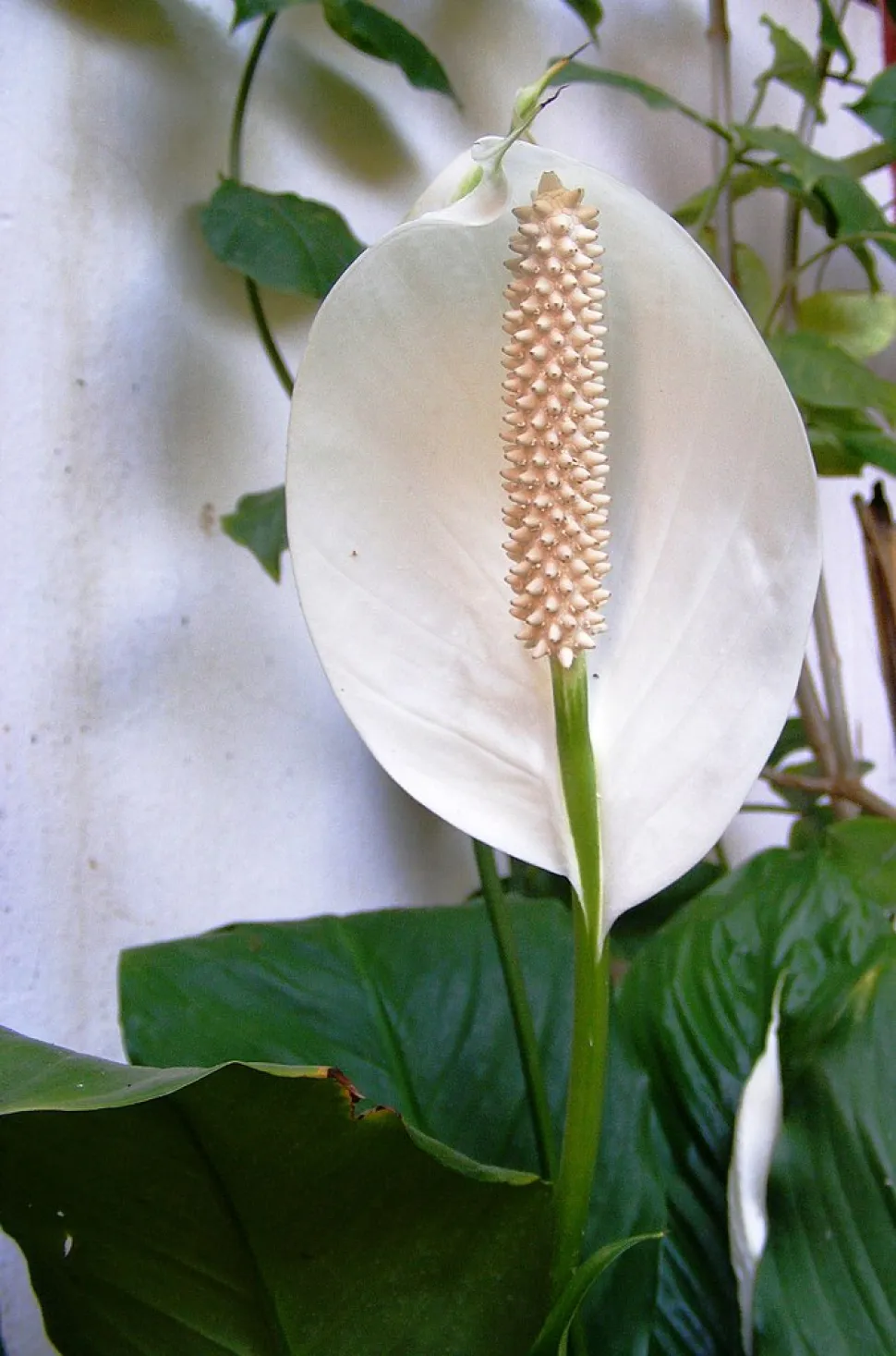 Um local à meia sombra e uma manutenção regular, a Spathiphyllum não pede a lua - Foto de Nacasma