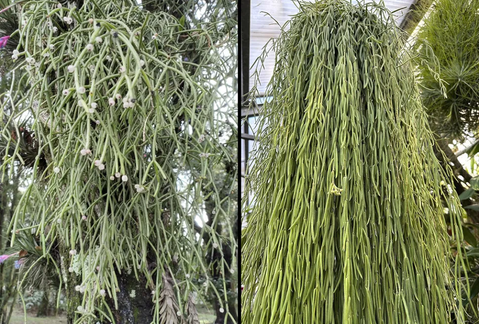 Links, Rhipsalis teres (Foto von Agustina Medina / iNaturalist)* Rechts, Hoya linearis (Foto von Michael Wolf / Wikipedia)