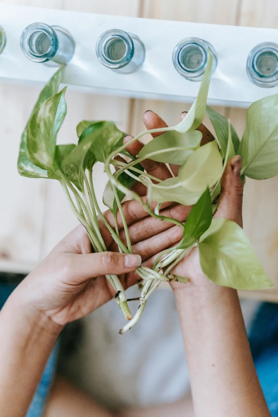Con diverse talee, potete anche provare metodi diversi per ciascuna di esse - Foto di Teona Swift/Pexels