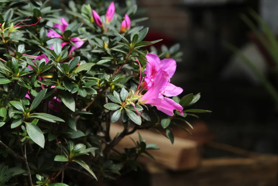 Der findes sorter med lyserøde, hvide, lilla eller røde blomster -Foto af Said Jimenez / iNarutralist